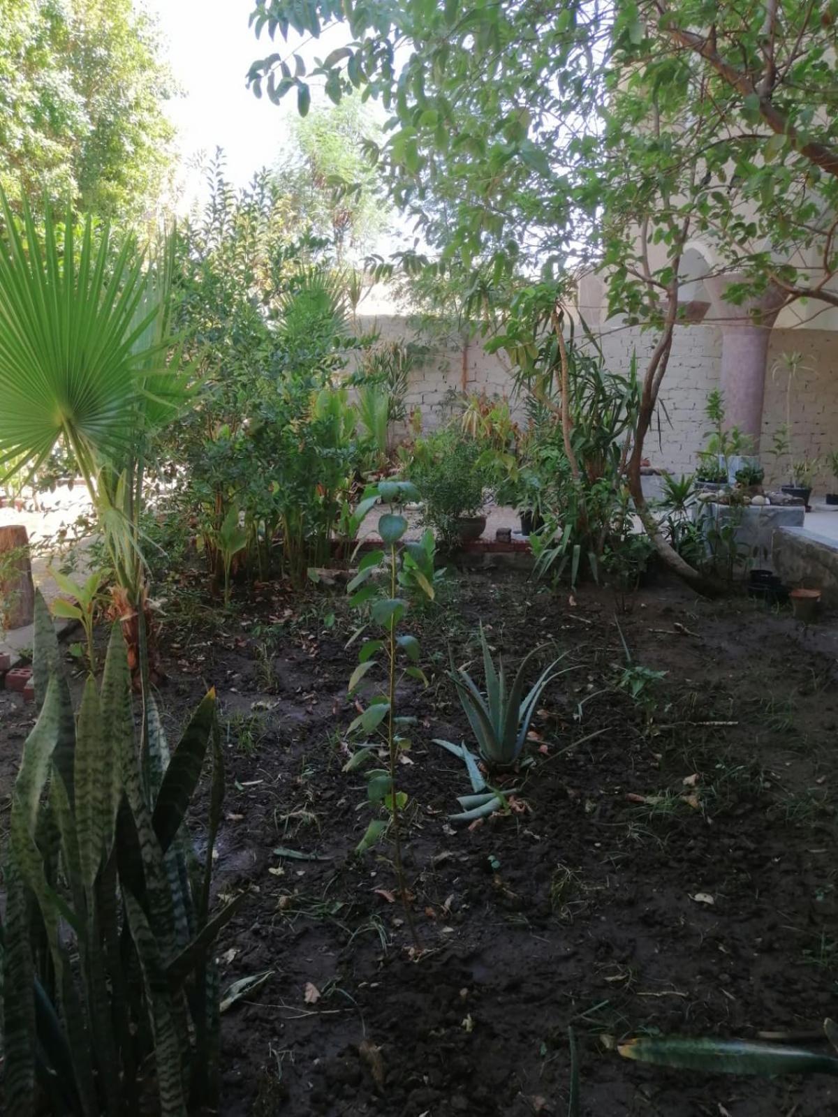 Rose Guest House Luxor Exterior photo